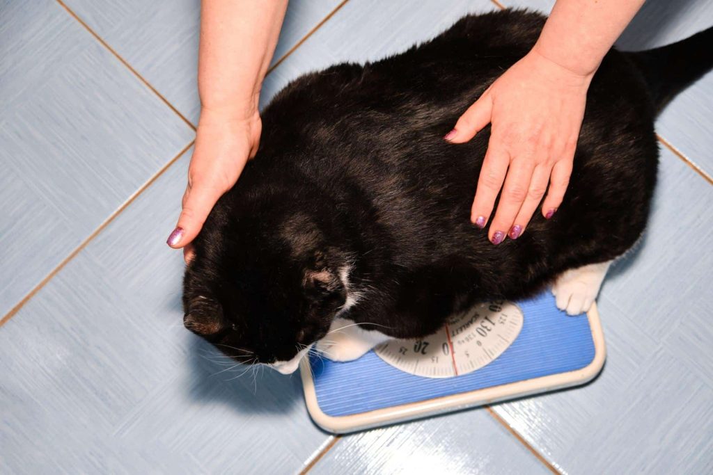 Chat noir qui est en surpoids. Il est entrain de ce faire peser par son vétérinaire